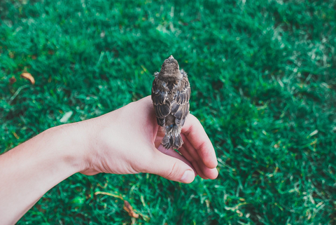 Little bird perched on a hand