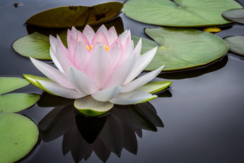 Water Lily