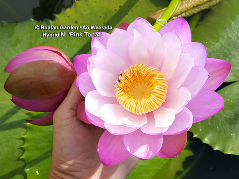Pink Topaz Waterlily