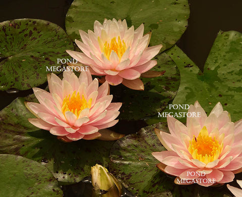 Pond_Megastore_waterlily_flowers