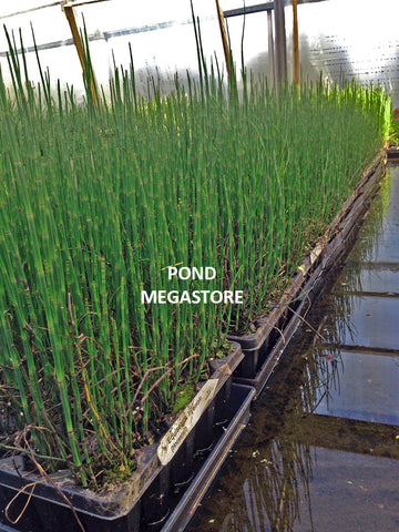 Pond_Megastore_Horsetail_Rush_For_Sale