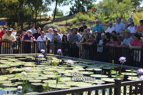 Ken Landon Waterlily Tour