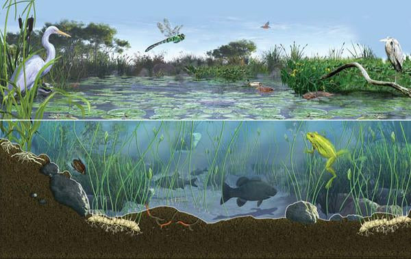 Ecosystem_Natural_Pond_Pool_Water_Garden