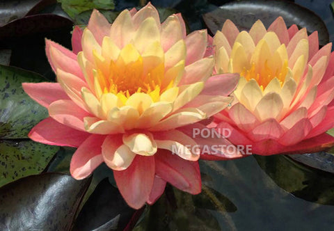 Pond_Megastore_Sunfire_Waterlily