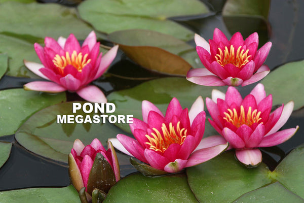 Froebeli Waterlily