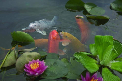 Keystone Koi