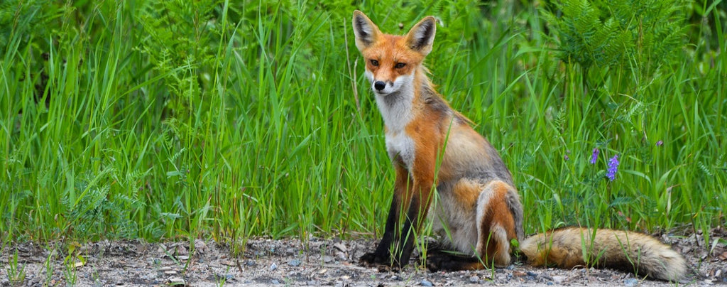 fox spirit animal