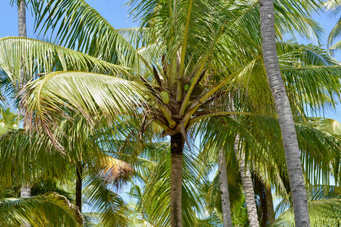 Coconut Trees