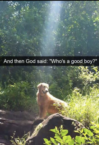 dog is god christian meme
