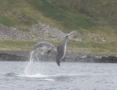 dolphins giants causeway