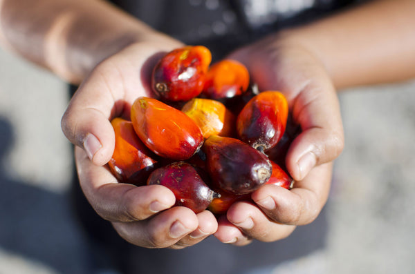 6 Ways to Avoid Palm Oil (and Why You Should)