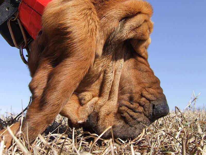 Blood tracking dog