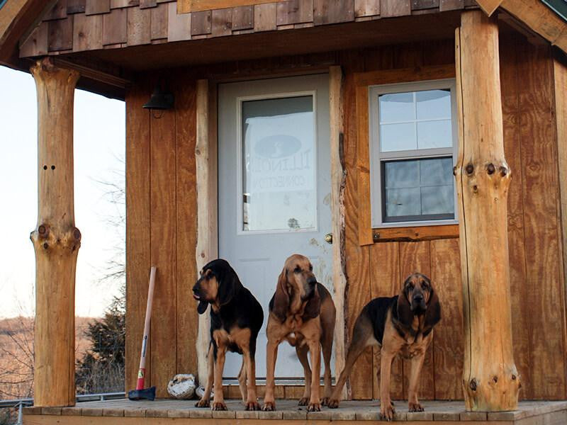 Group of blood tracking dogs