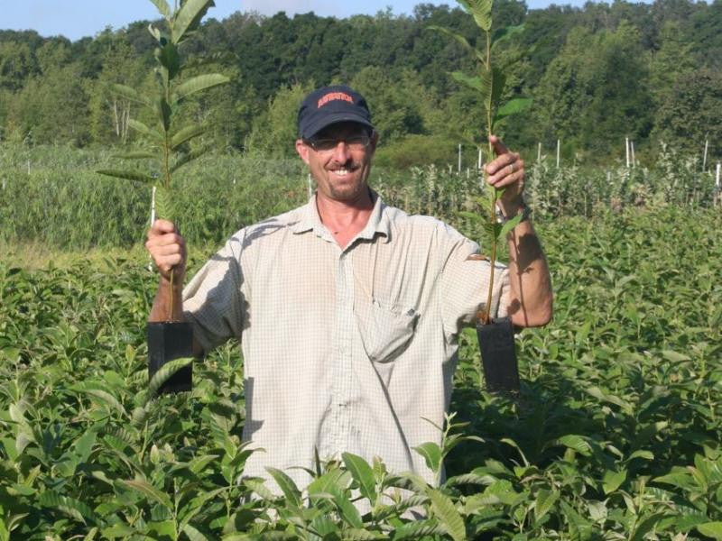 Chestnut trees for deer