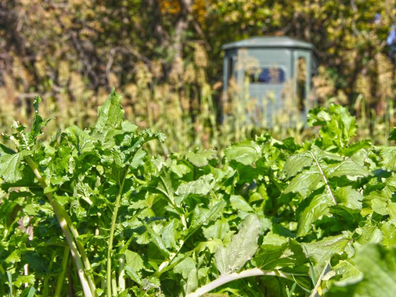 Eagle Seed food plot