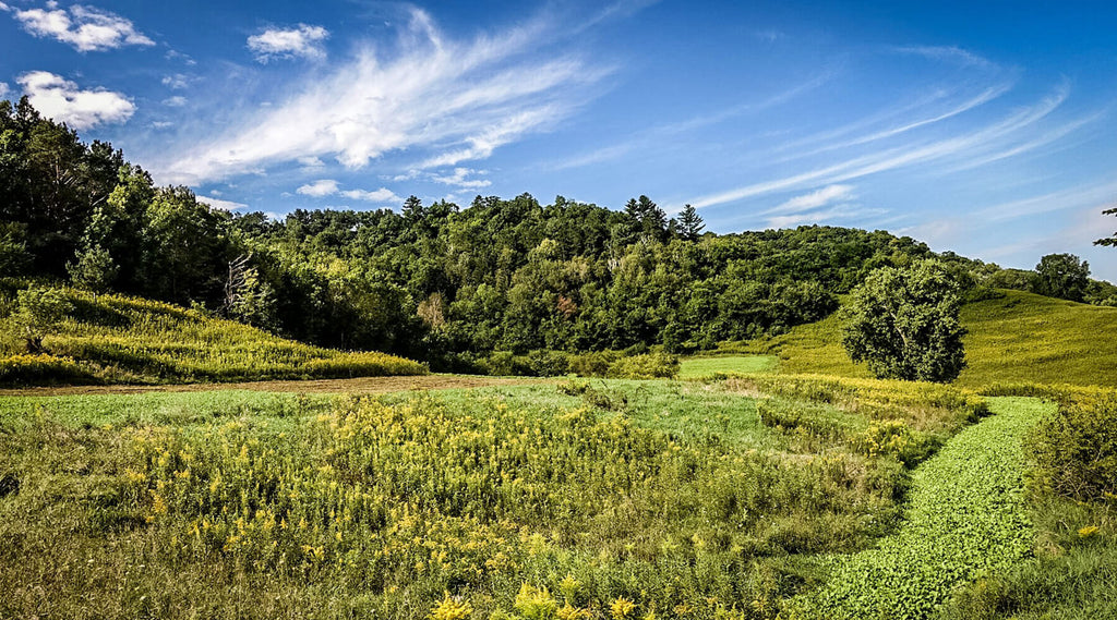 Food plot success