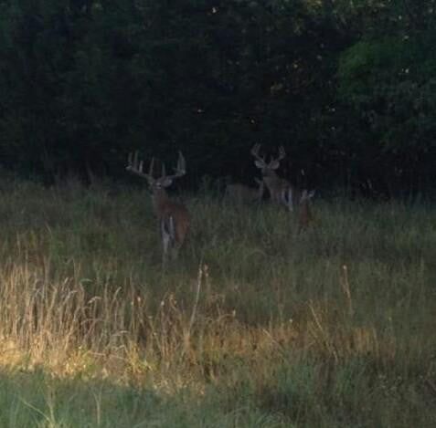 Large buck