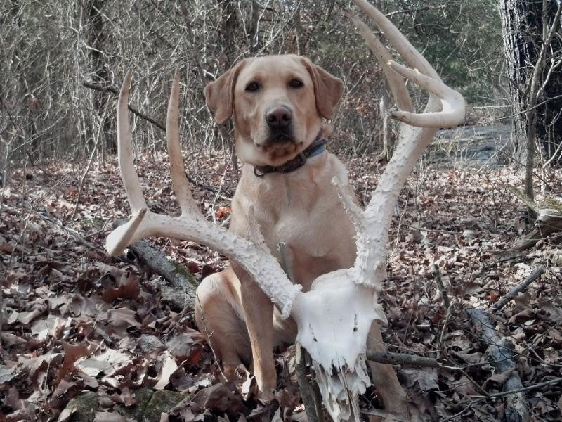 Shed hunting dogs