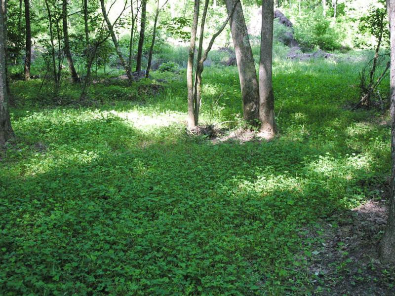 Small food plot