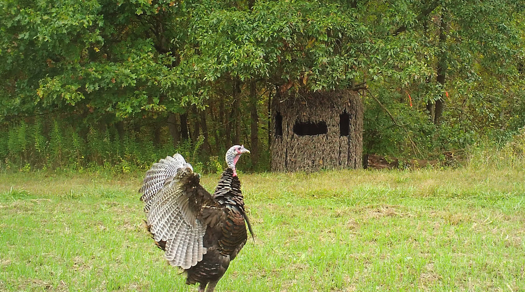 Turkey in front of a Redneck Bale Blind