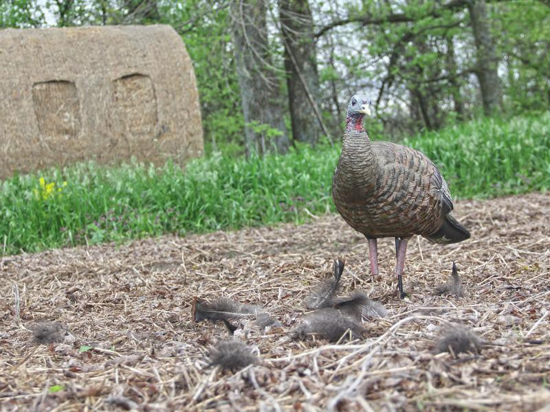 Tips for turkey hunting decoys