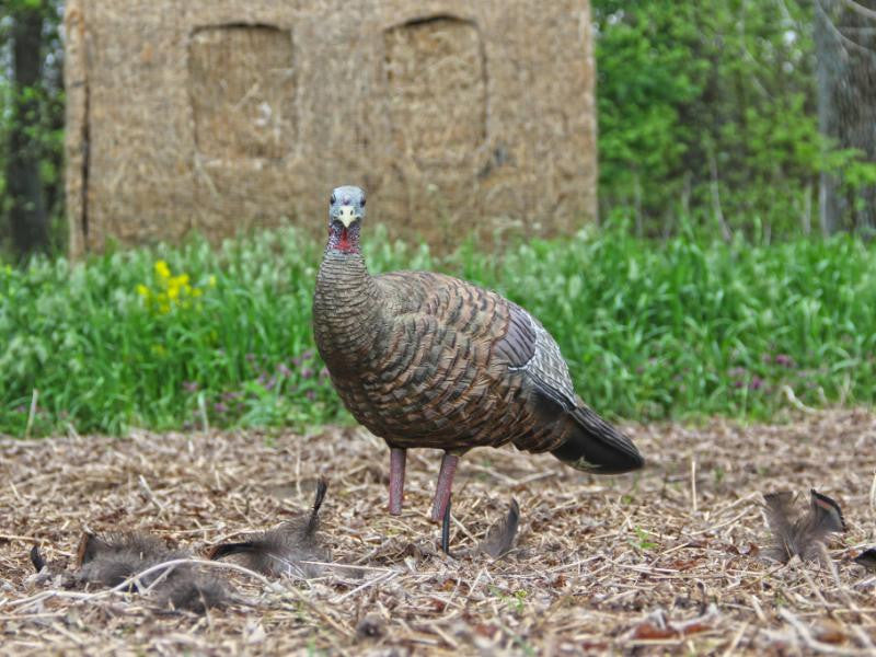 Turkey hunting decoy