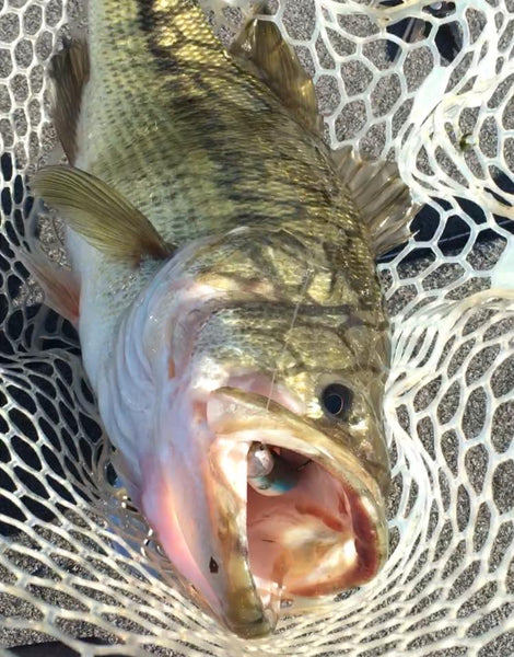 True Bass Swimbait Lake Guntersville