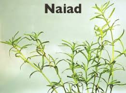 Naiad Grass