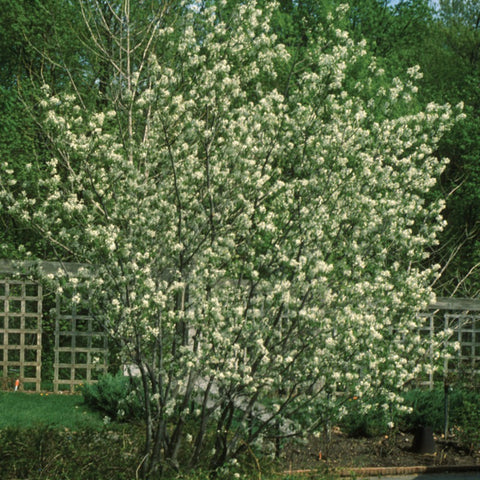 Amelanchier, Shadblow Serviceberry