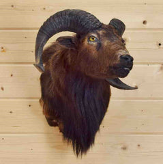 Sheep Taxidermy for Sale