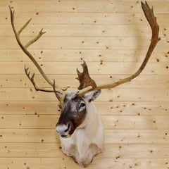 Mounted Caribou for Sale