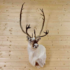 Taxidermied Caribou Head for Sale