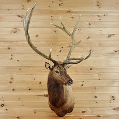 Mounted Elk Head for Sale