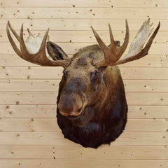 Moose Head for Sale