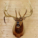 Elk Head for Sale at Safariworks Taxidermy