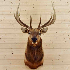 Taxidermied Elk for Sale