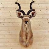 Kudu Taxidermy Mount for Sale