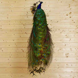 Mounted Peacock for Sale