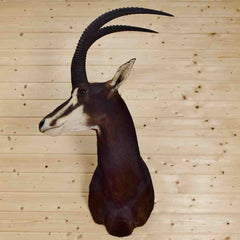 Sable Taxidermy Mount for Sale