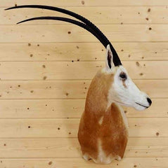 Scimitar Taxidermy Mount