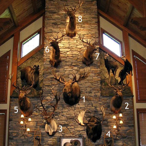 Decorating with Taxidermy Ideas