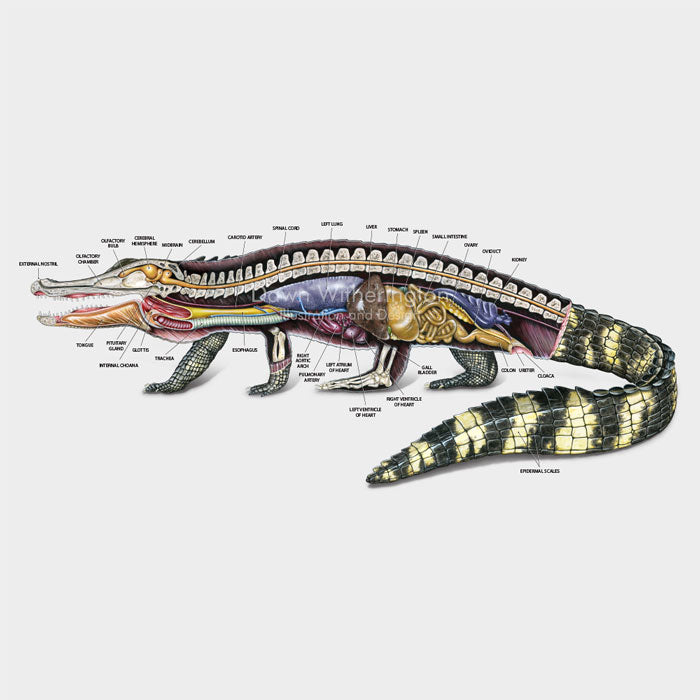 American alligator anatomy – drawnbydawn