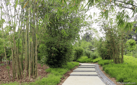 Botanic Gardens’ Rainforest Walking Trail 
