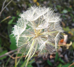 Dandelion seedhead