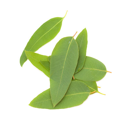 Eucalyptus Oil