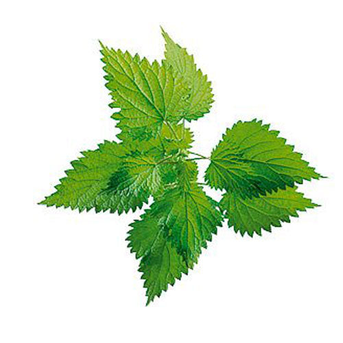 Nettle