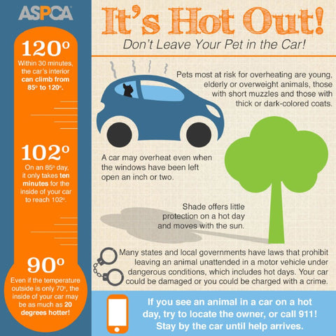 Hot Car Flyer for Pet Owners