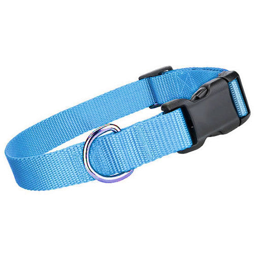 blue dog collar and leash