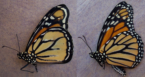 aberrant monarch butterfly