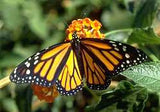 monarch butterfly in butterfly zoo flight house